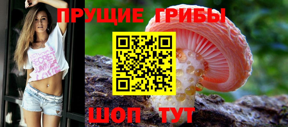 Псилоцибиновые грибы Psilocybe  Прохладный 
